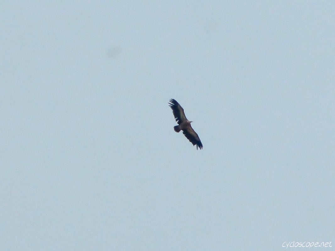 Kyrgyzstan Eagles