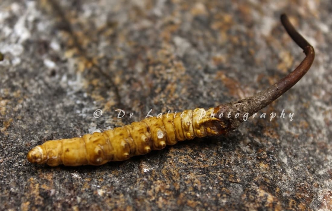 caterpillar fungus cina