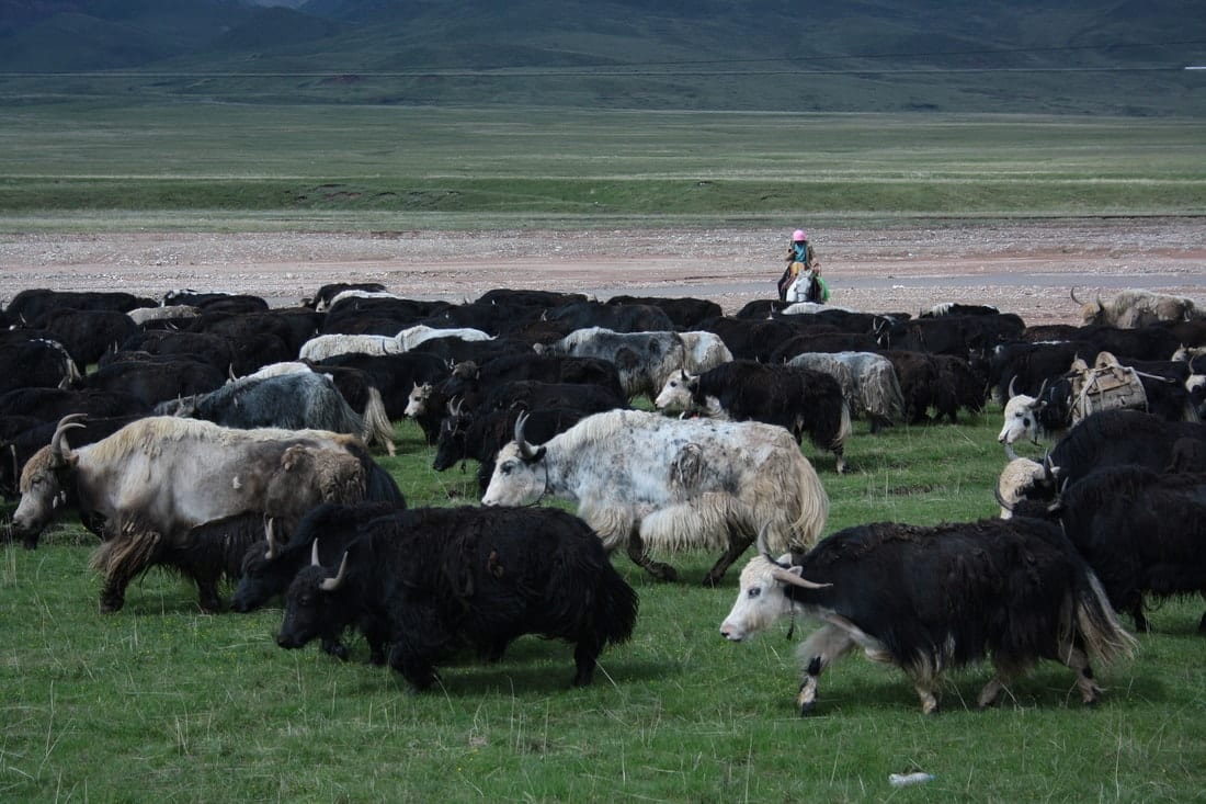 yak, Qinghai, China