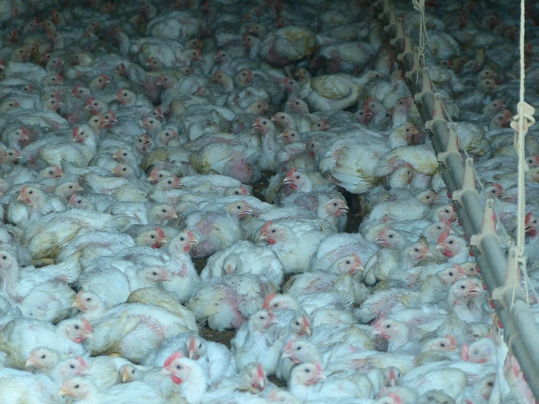 chicken farm