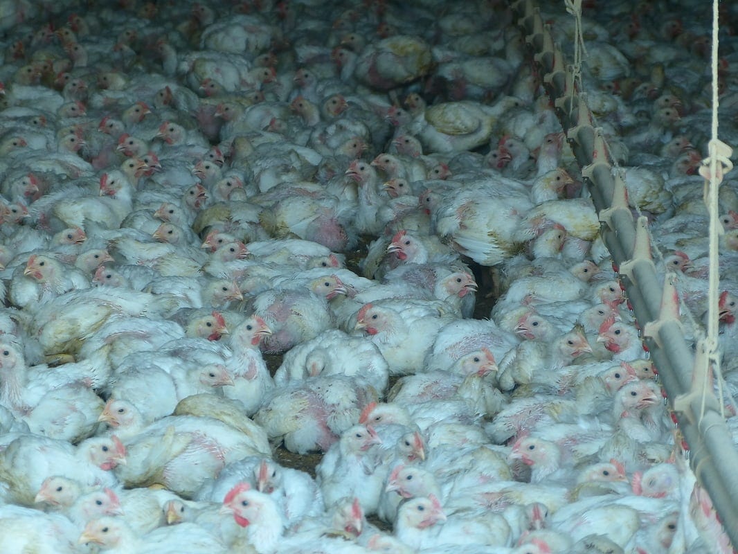 allevamento intensivo di galline Corea