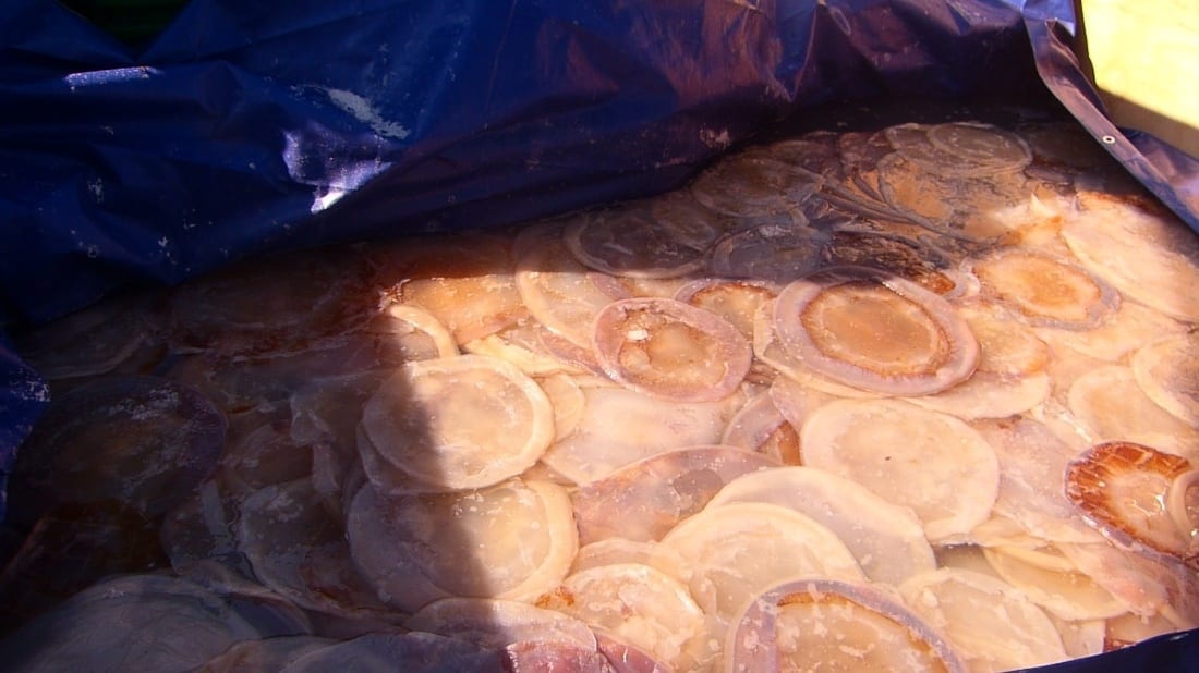 meduse secco isole coreane