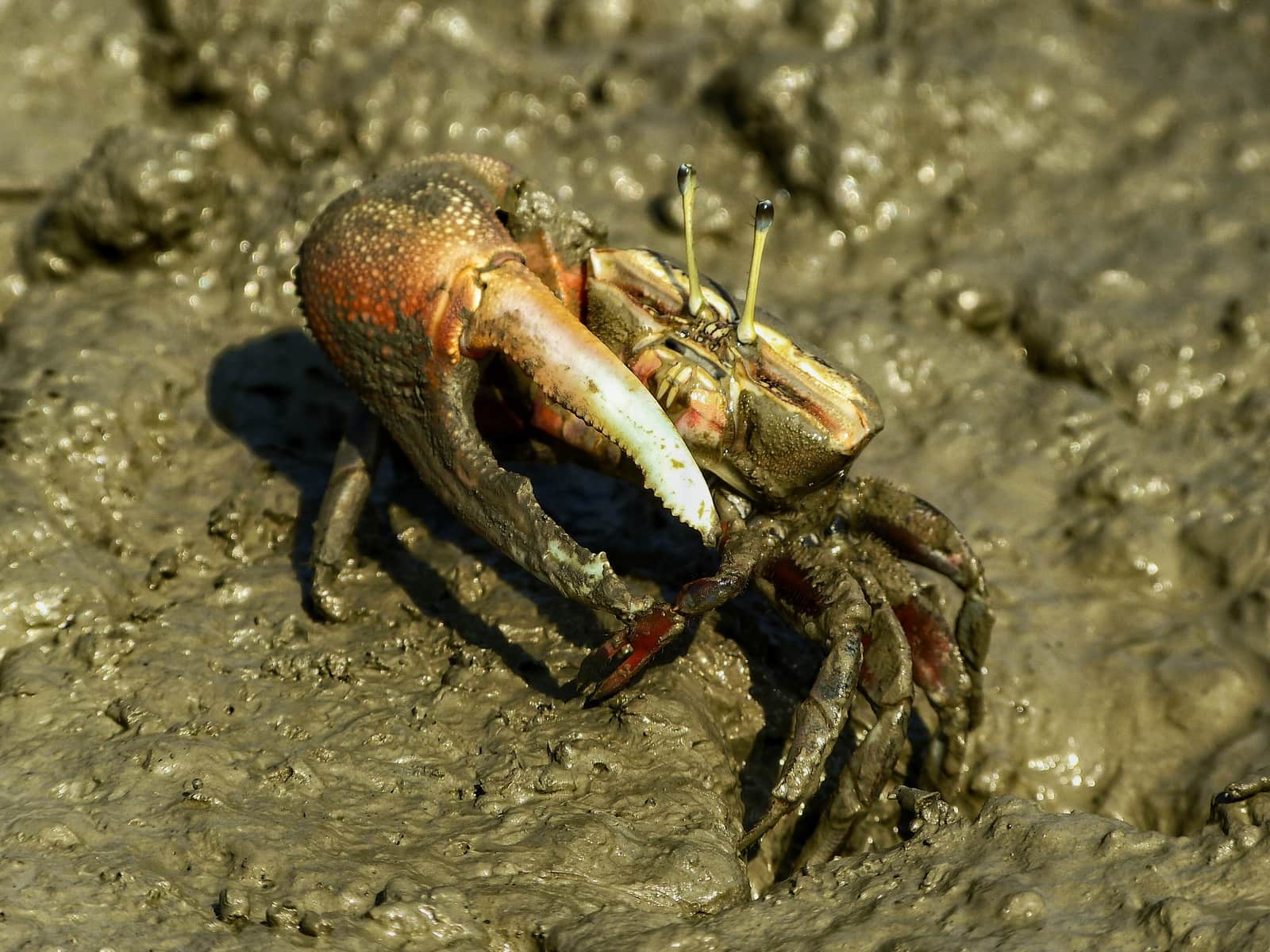 hermit crab Namhae