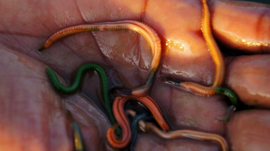 Pasola Sumba Worms