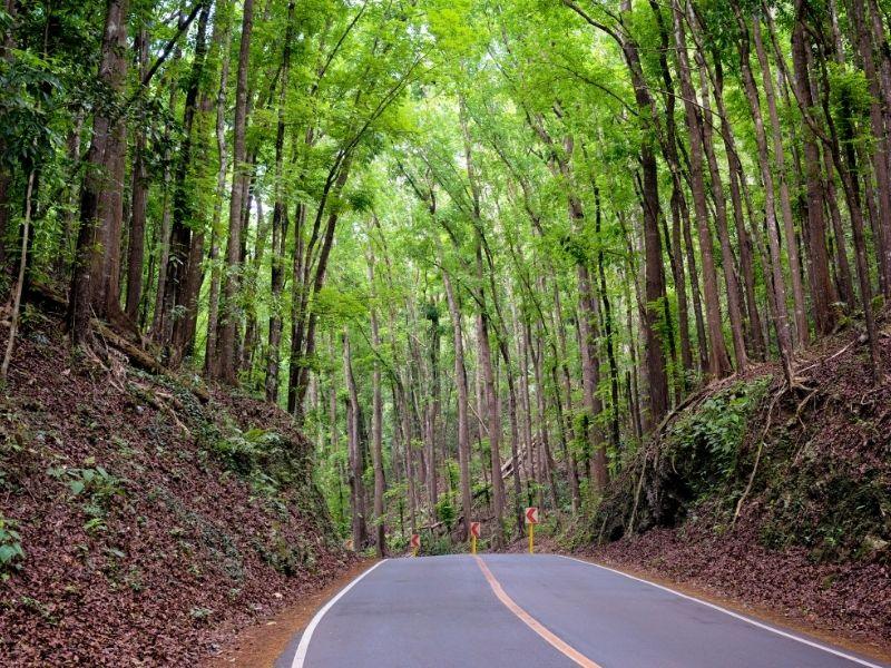 loboc man made forest bohol