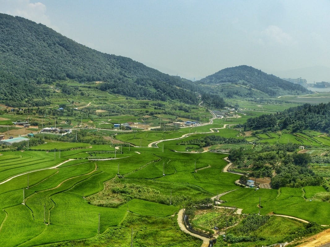 risaie viaggio in Corea del Sud