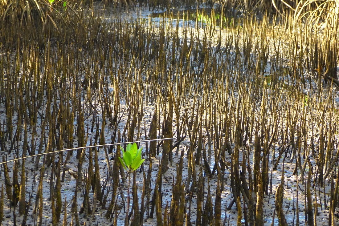 mangrovie Guimaras