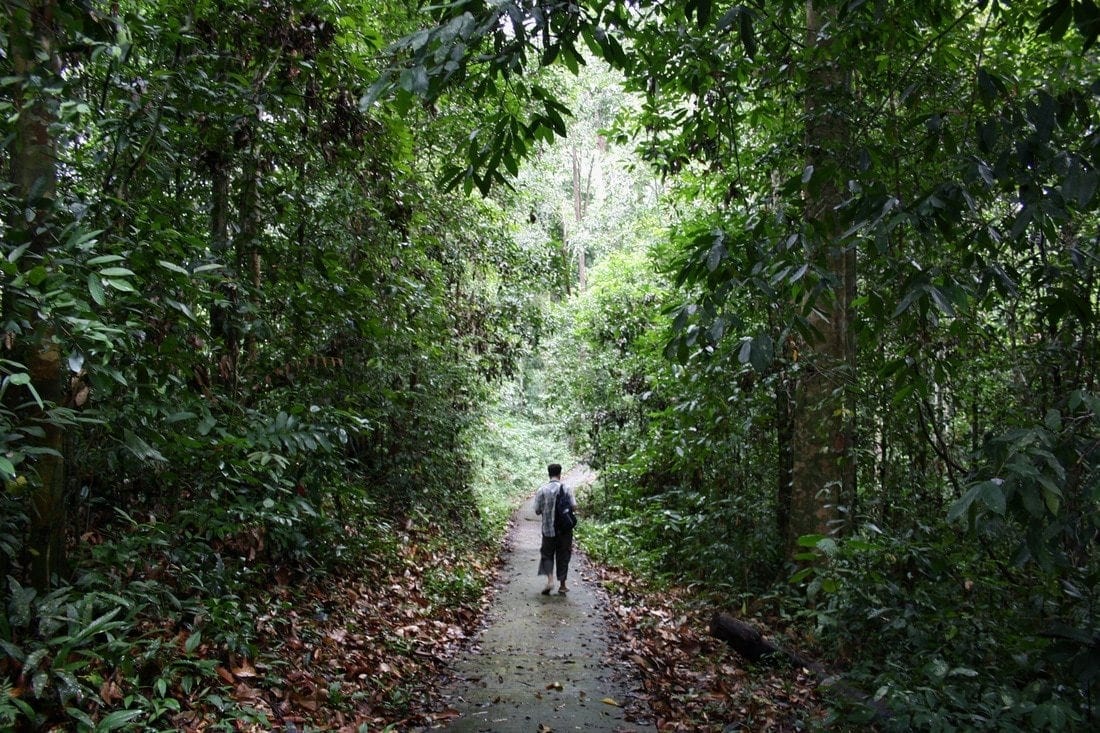 passeggiando nella giungla di Niah Borneo