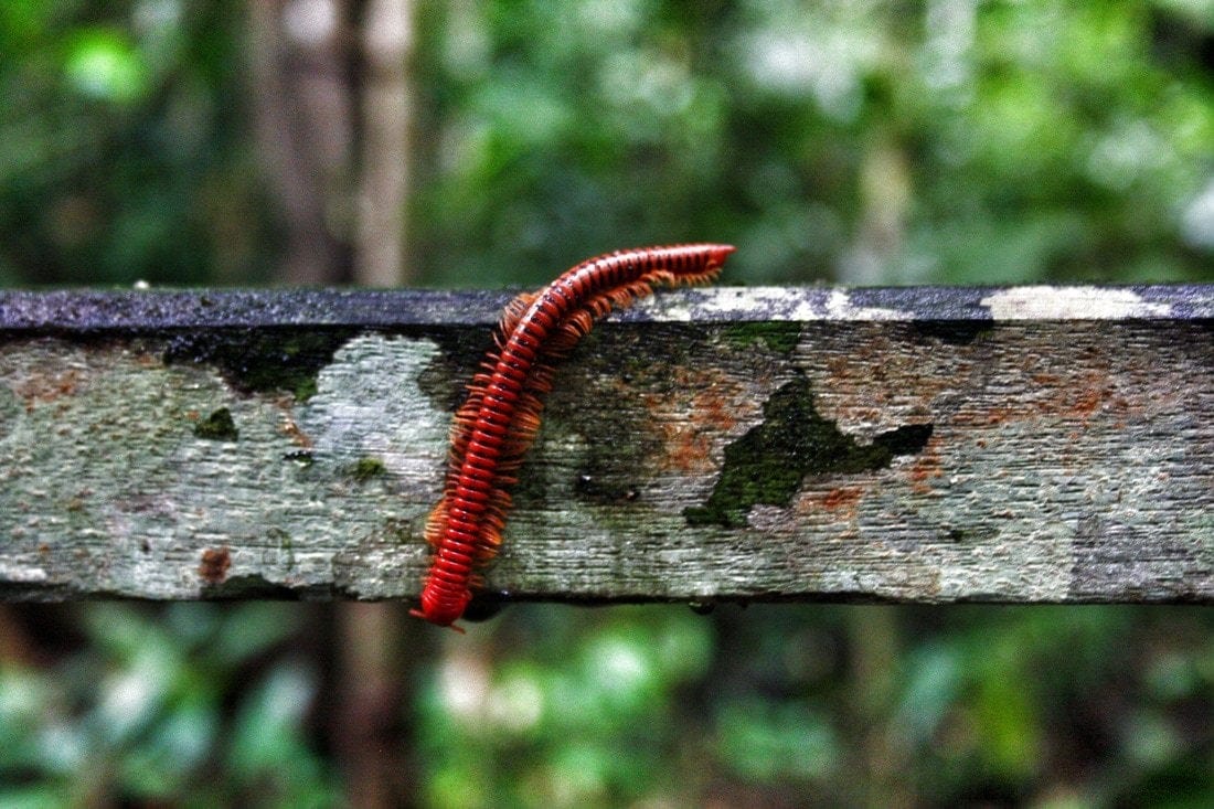Borneo fauna Niah Insetti