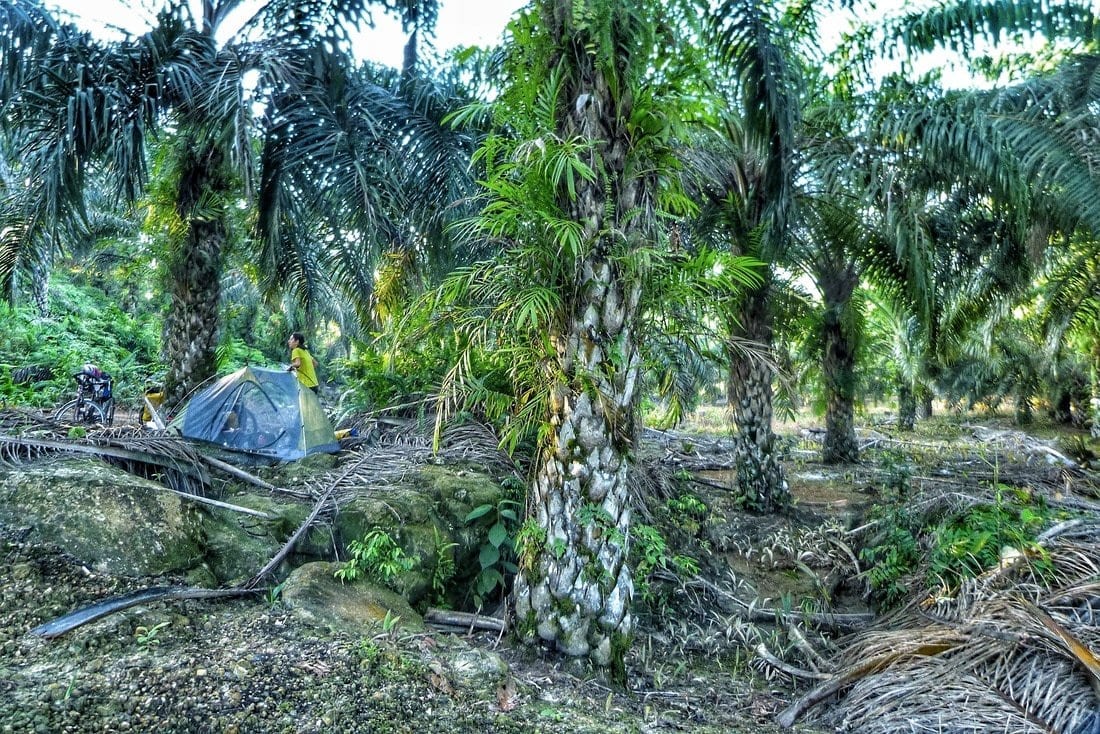 campeggio libero in una piantagione di palme da olio