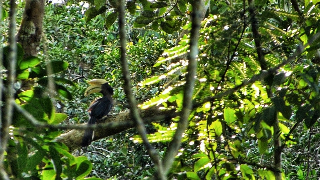 Rhinoceros Hornbill Brunei Borneo