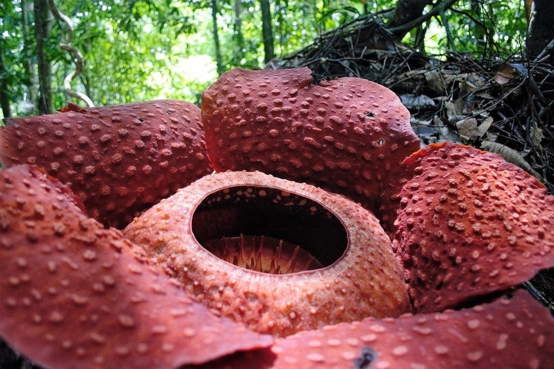 fiore più grande del mondo Borneo Malesia