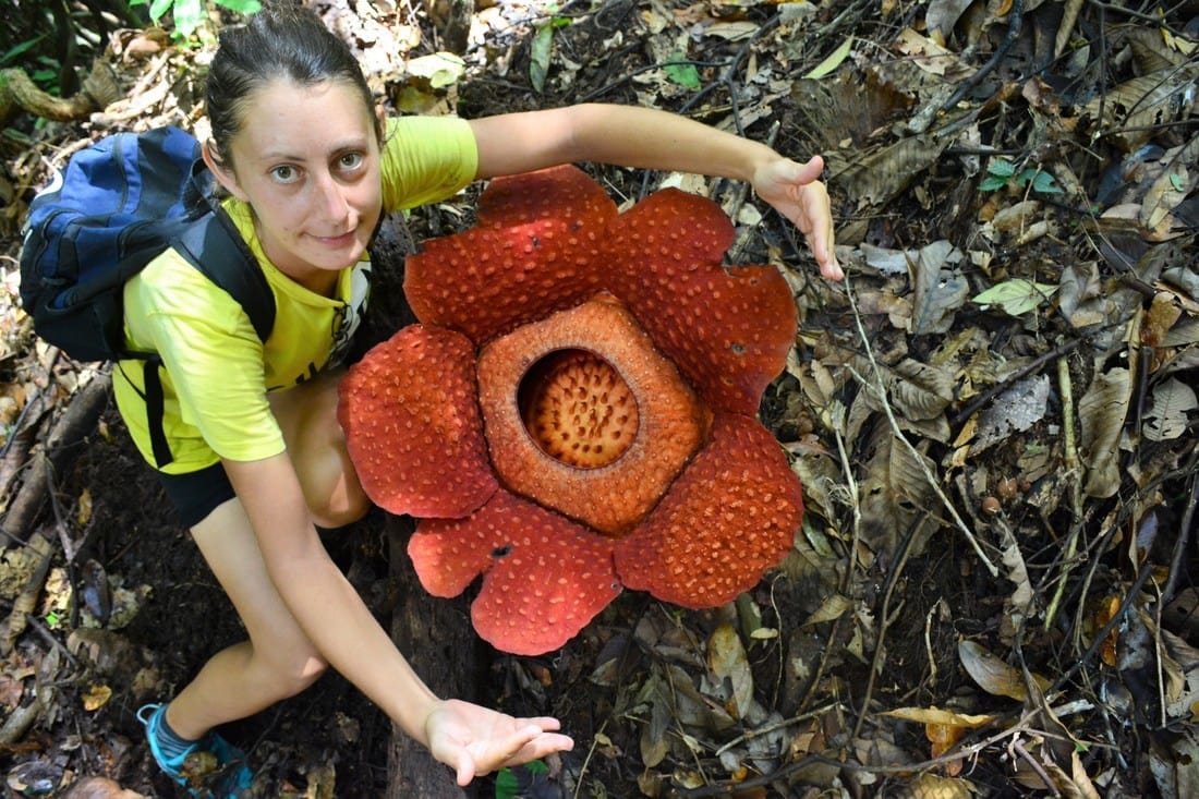questa rafflesia é enorme, come la nostra felicità