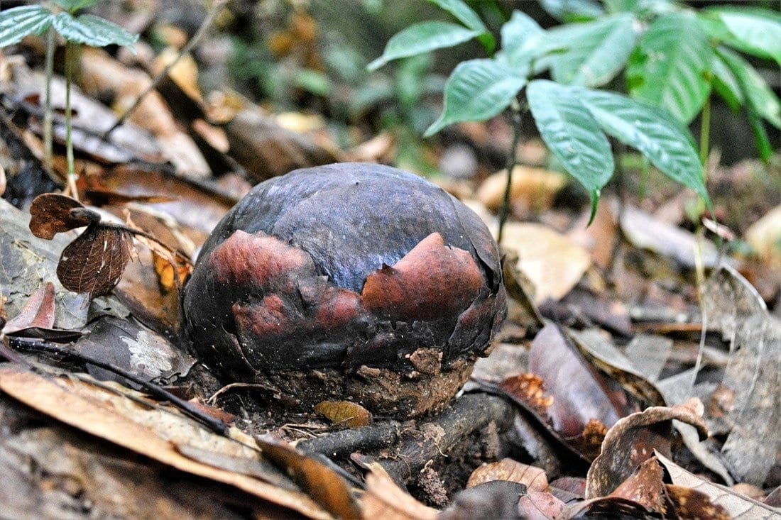 un "cucciolo" di rafflesia, aspettando di fiorire