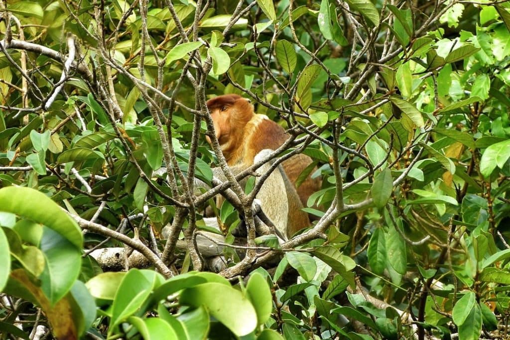 borneo scimmia nasica