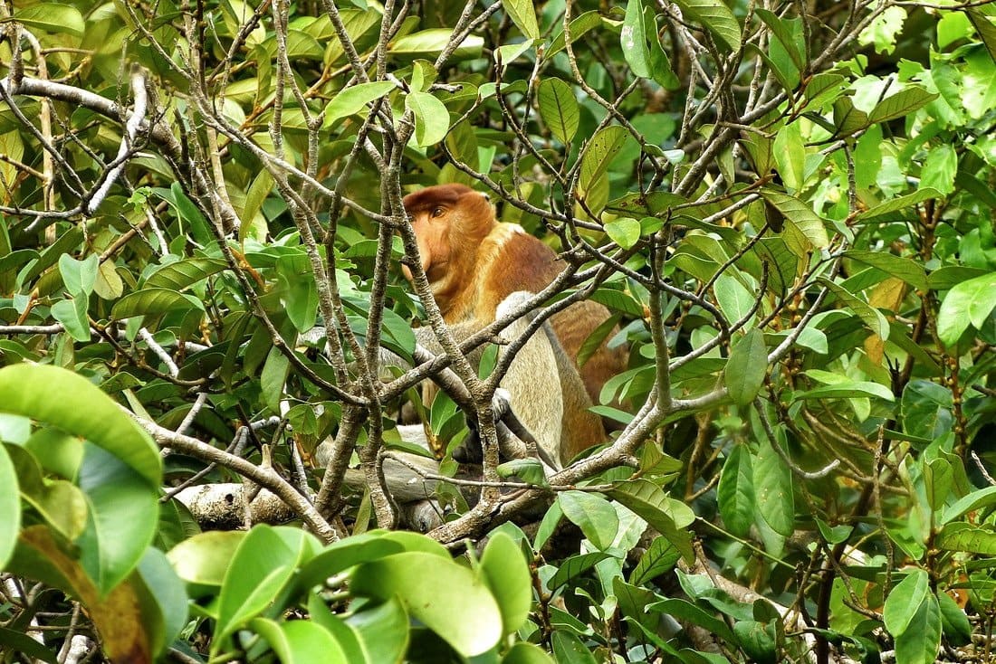 Bako National Park Proboscis Monkey