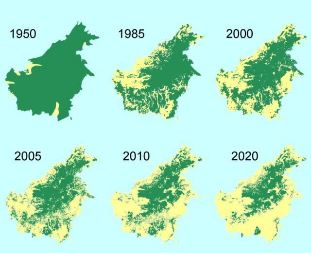 deforestation in Borneo. Image from washinton.edu