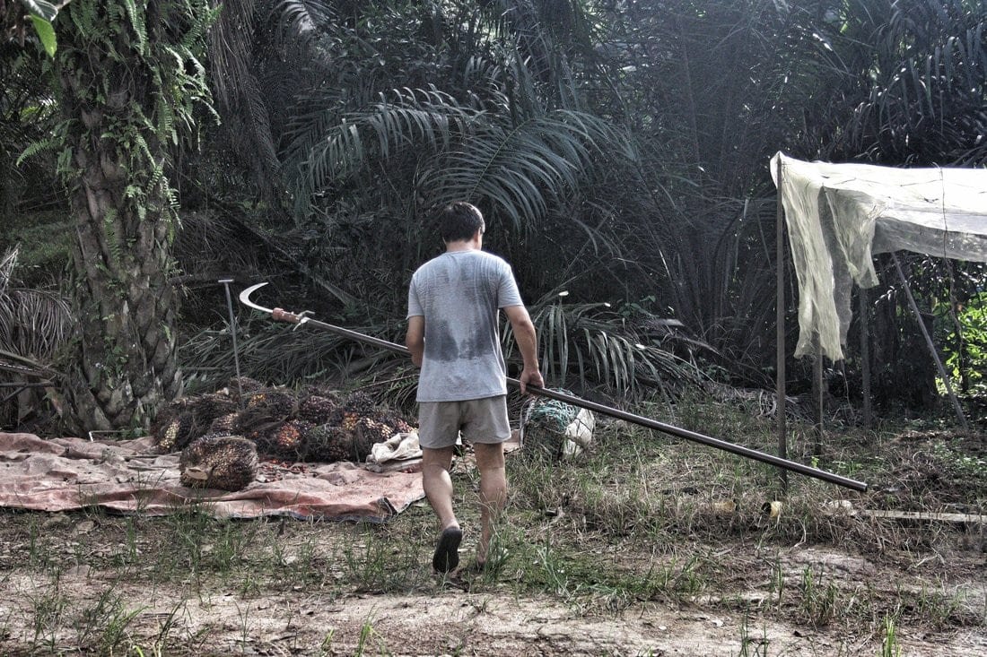 Palm oil harvest