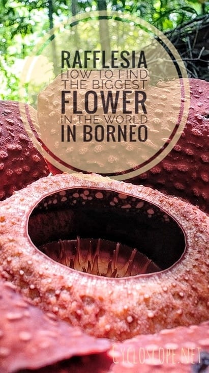 Rafflesia Borneo