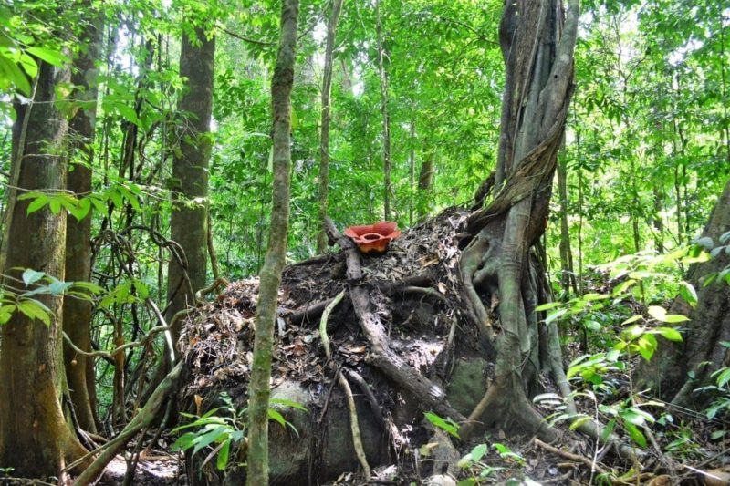 how to find a rafflesia malaysia borneo