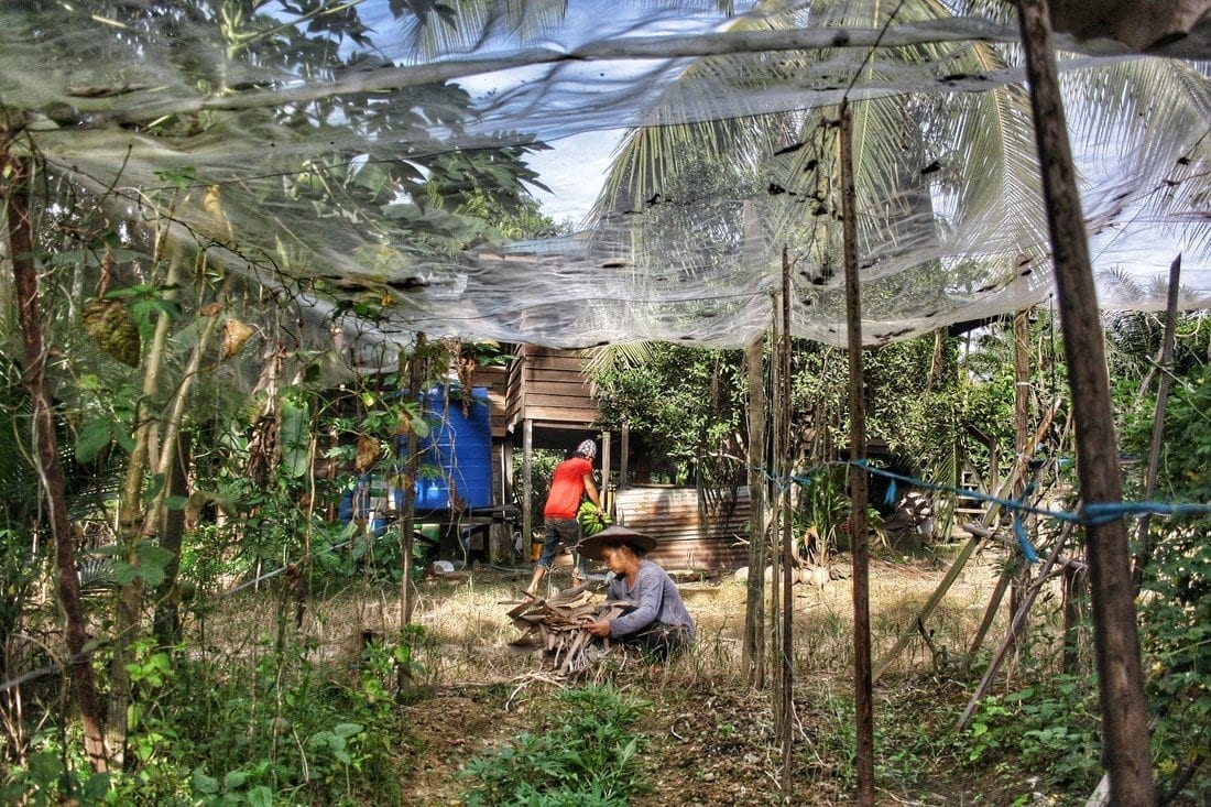 small palm oil plantation bakun