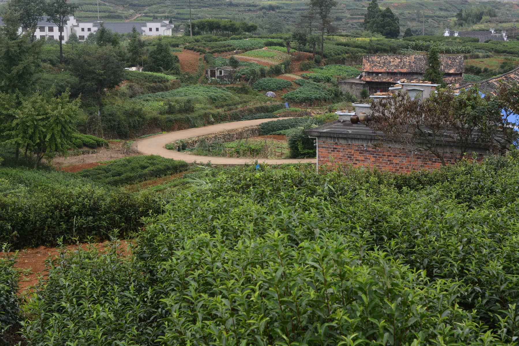 Pan'an County: Shibawo Scenic Resort and the best tea terraces in Zhejiang 1