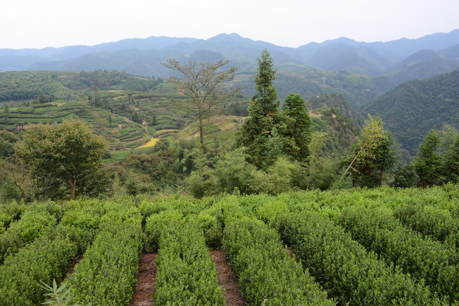 più belle terrazze di té Cina