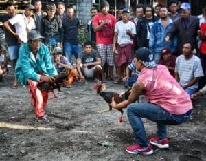 cock fighting fighting in Bali