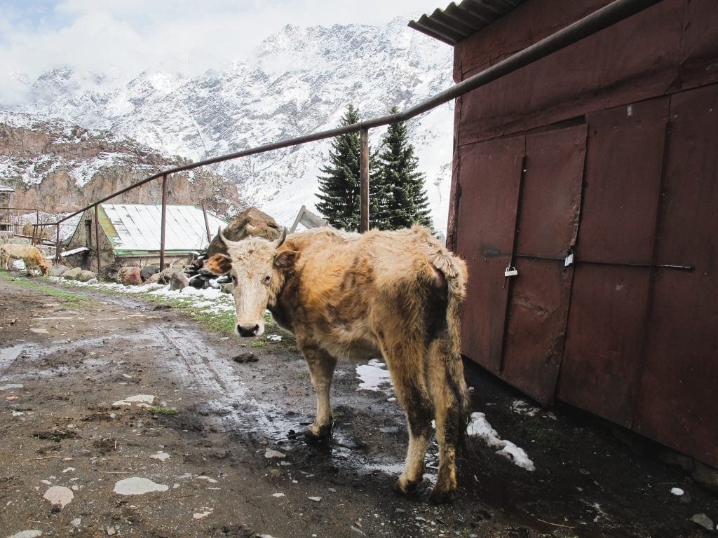 cosa vedere in georgia