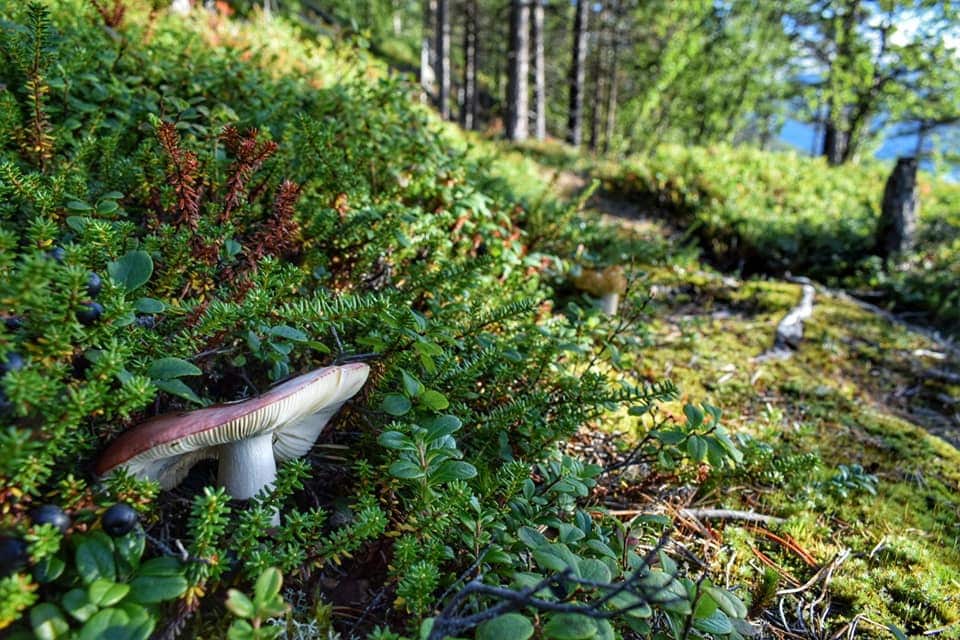 Natura Norvegia