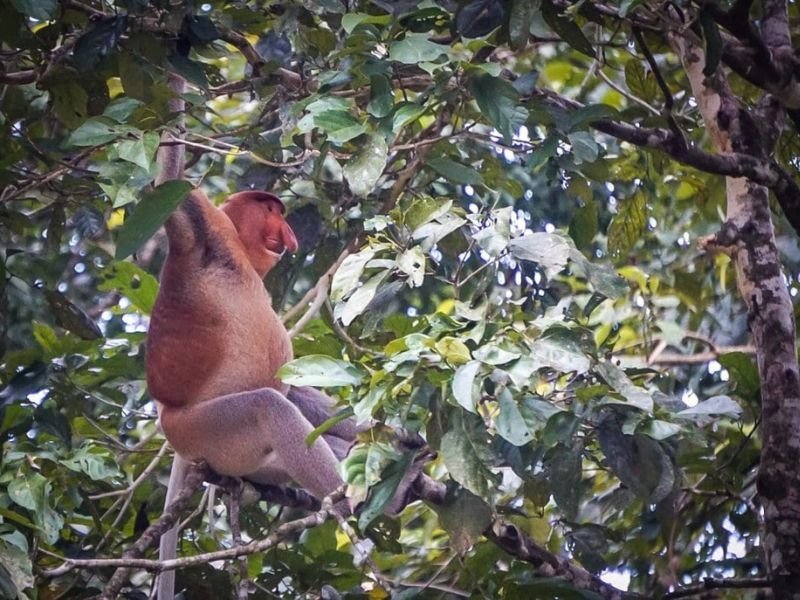 proboscis monkey