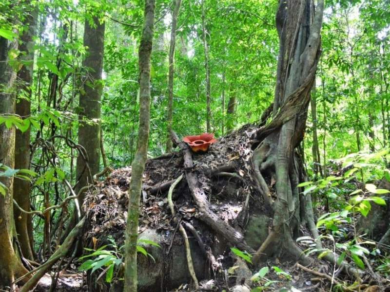 rafflesia flower