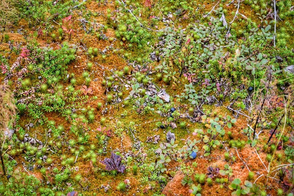 moss in finland