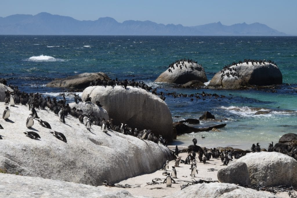 pinguini sud africa