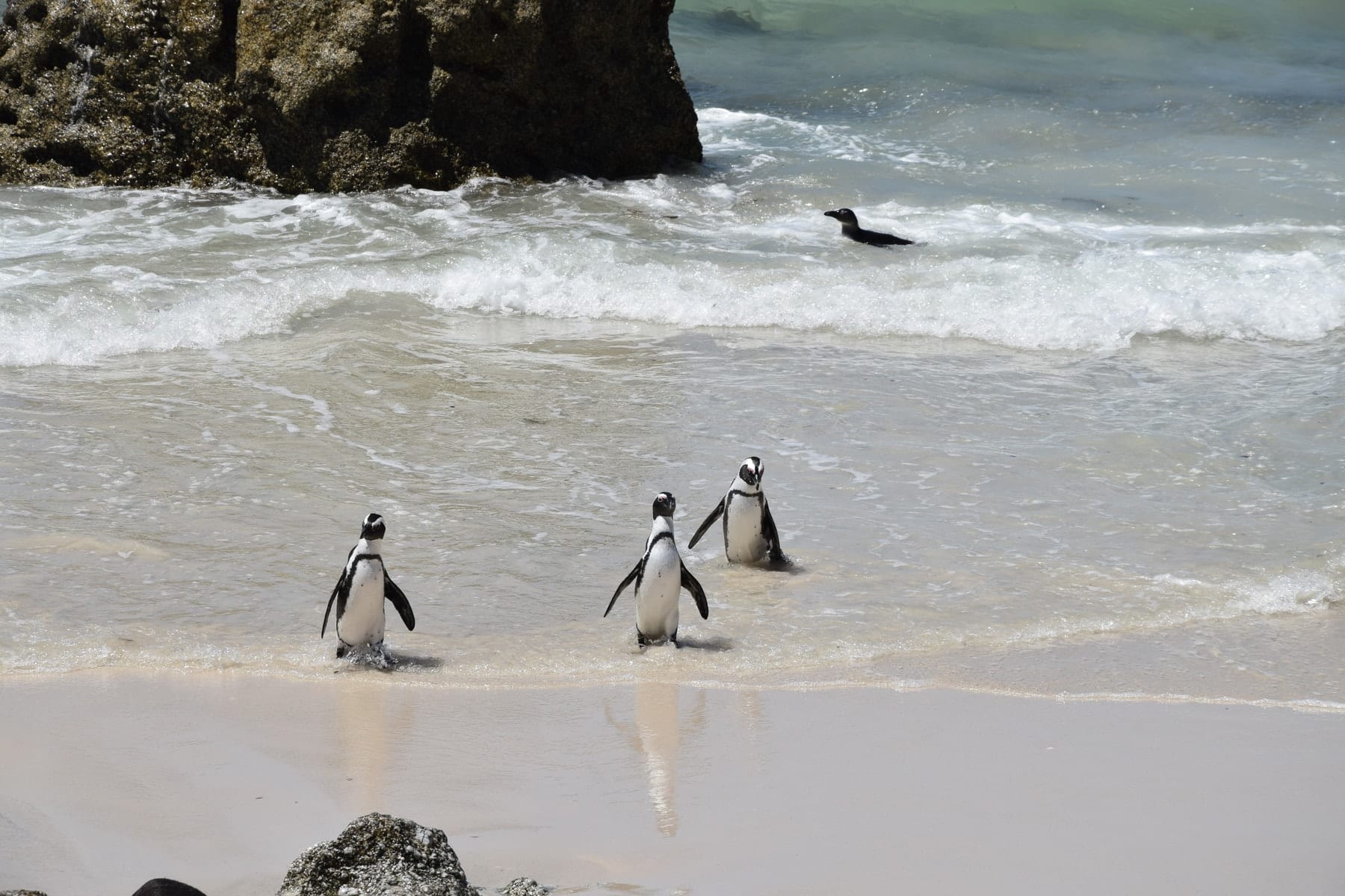south african penguins