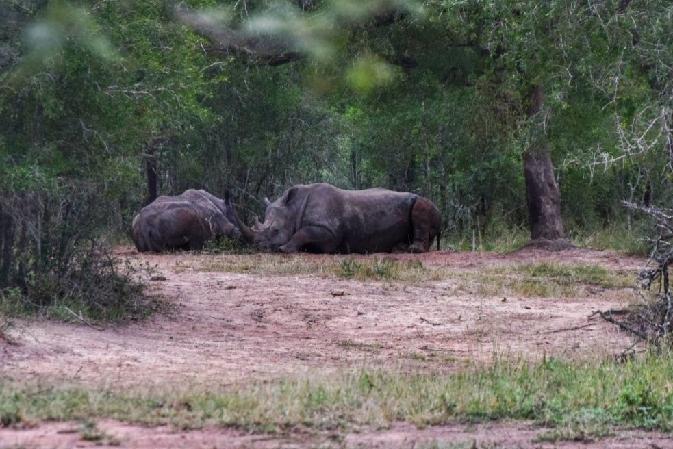 Hluhluwe Imfolozi game reserve KZN