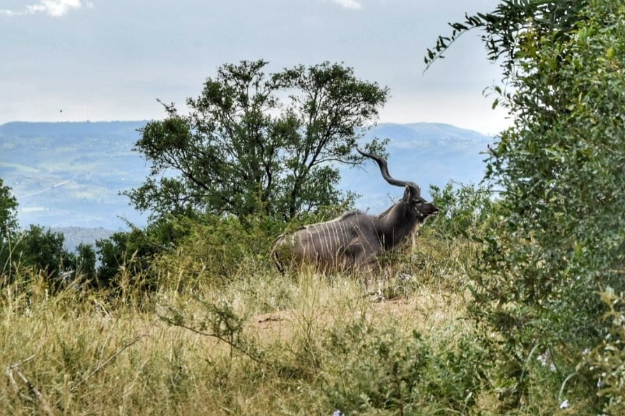 hluhluwe game reserve accommodation