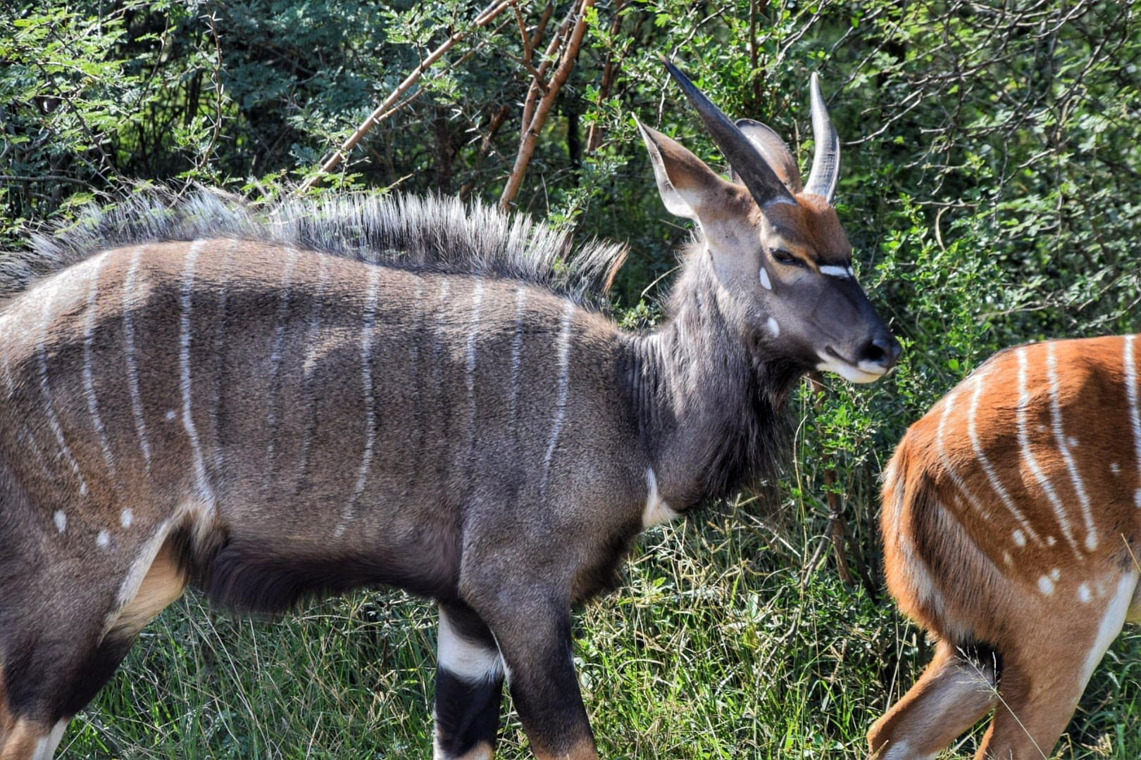 safari hluhluwe