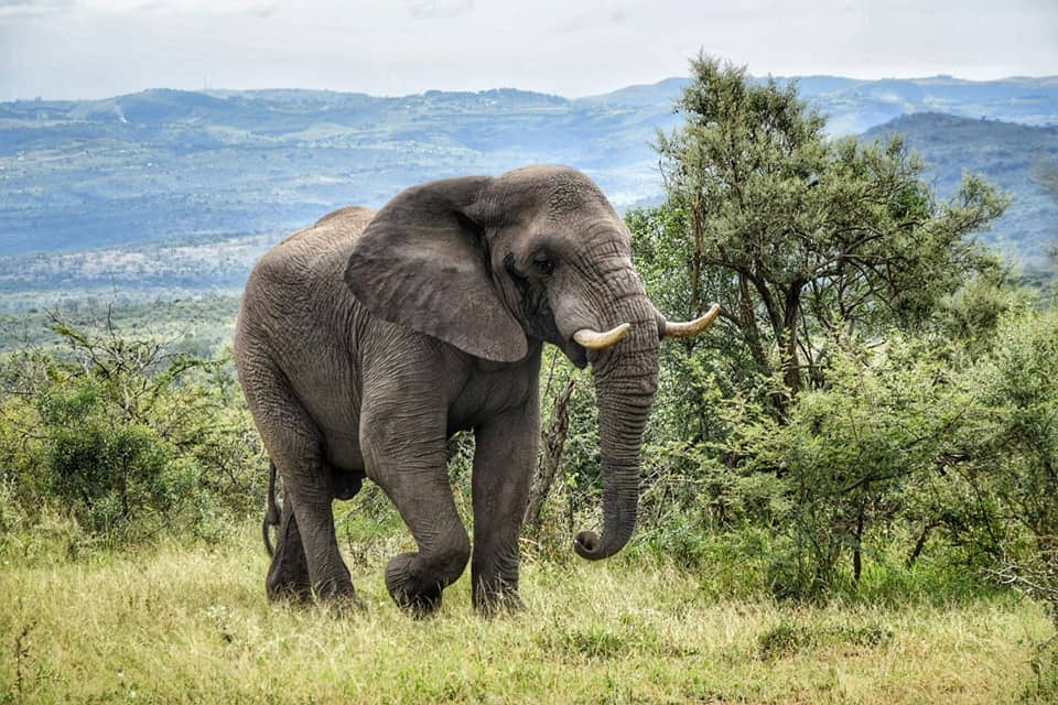 elefante sud africa