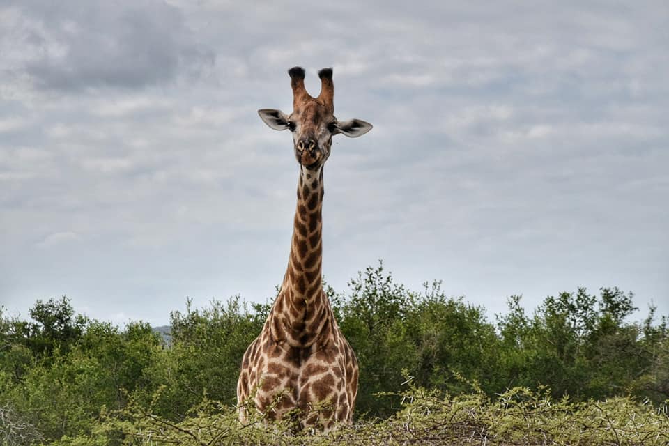 safari sud africa