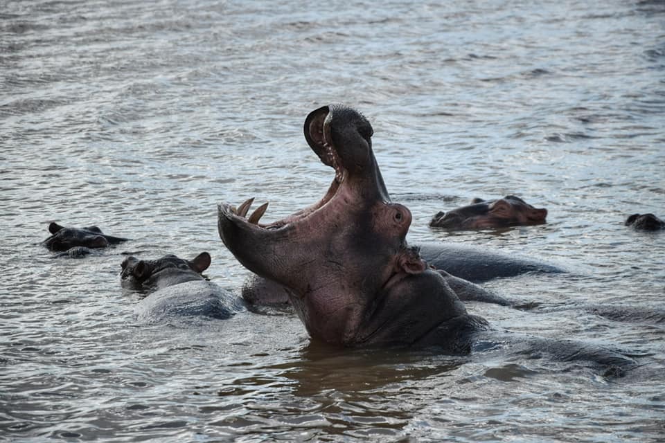 St Lucia hippos