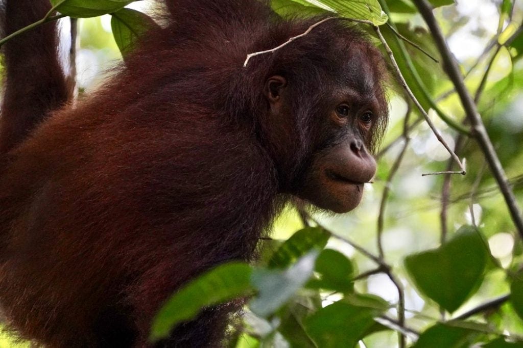 borneo sepilok orangutan