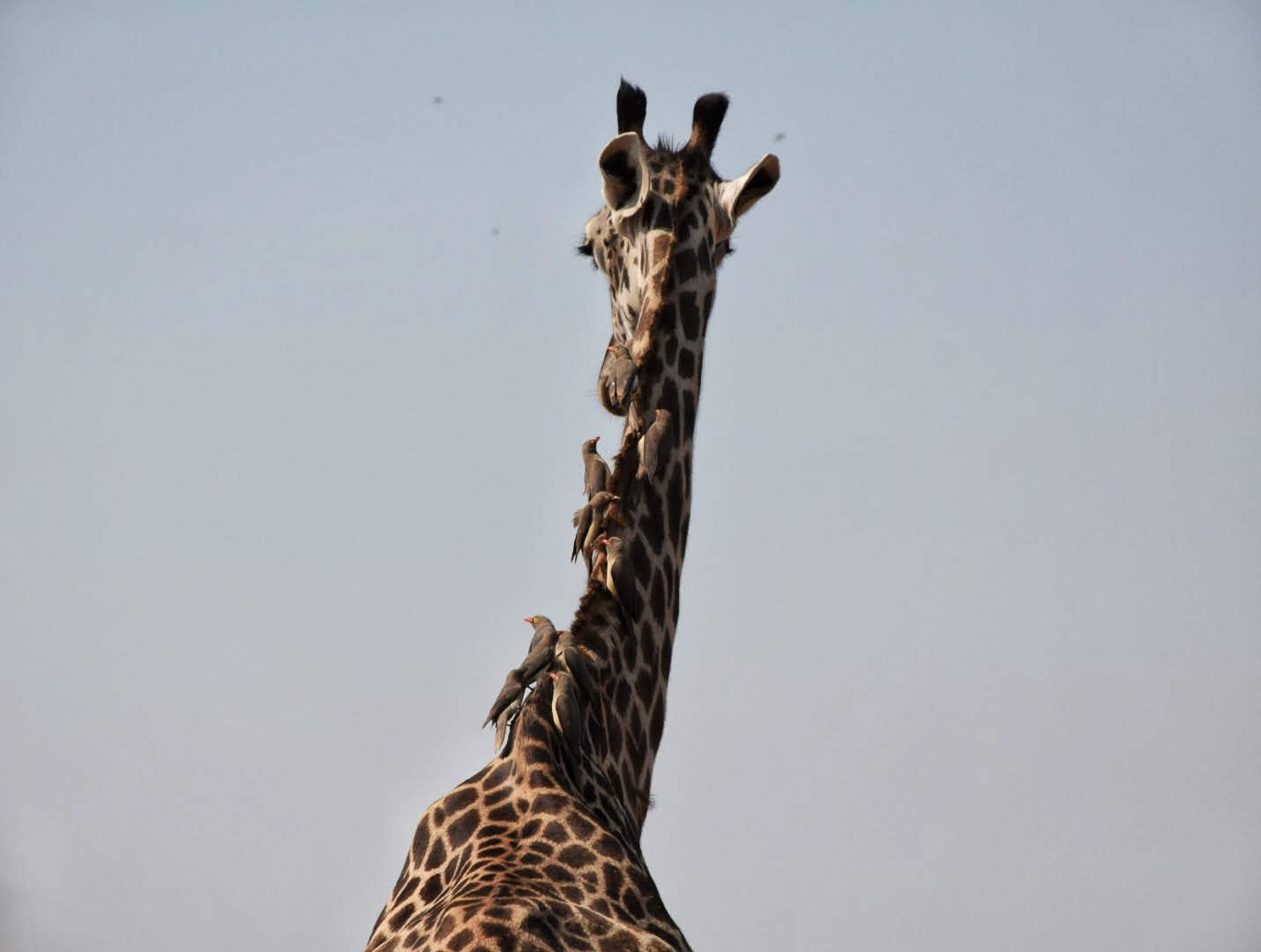 Thornicroft giraffe Zambia Safari