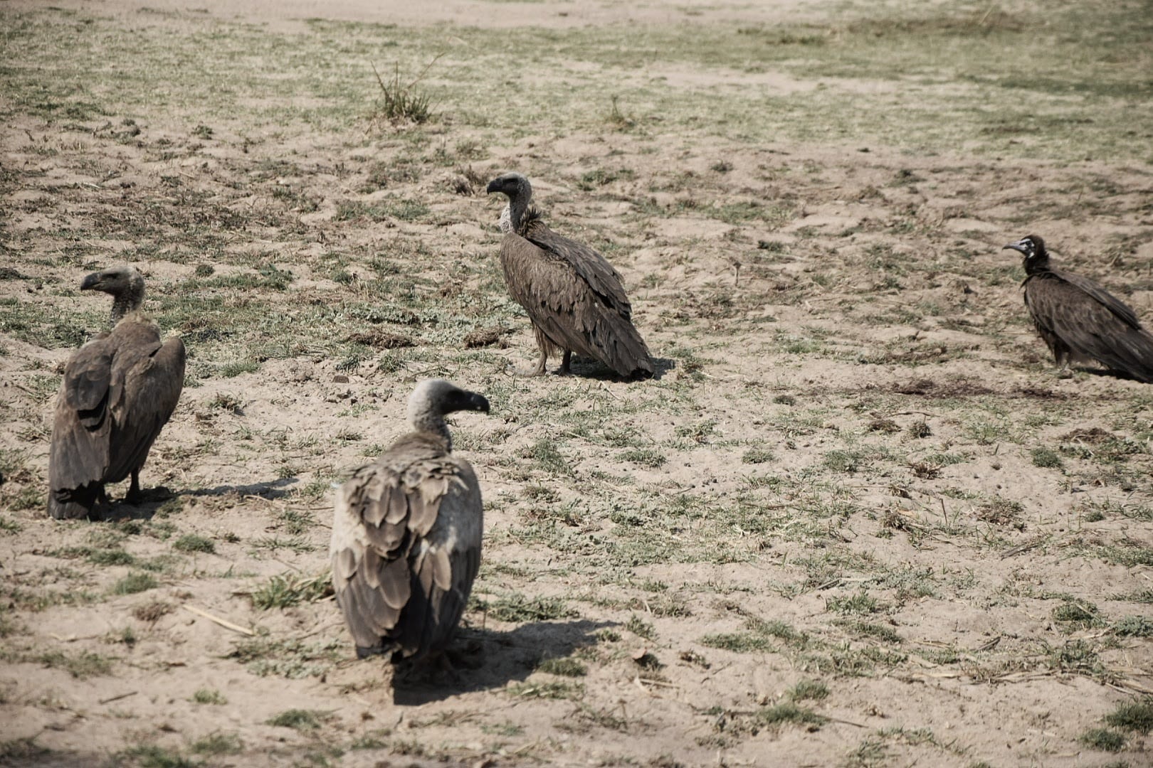 avvoltoi in zambia