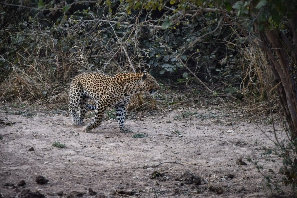 safari in zambia a leopard in south luangwa national park