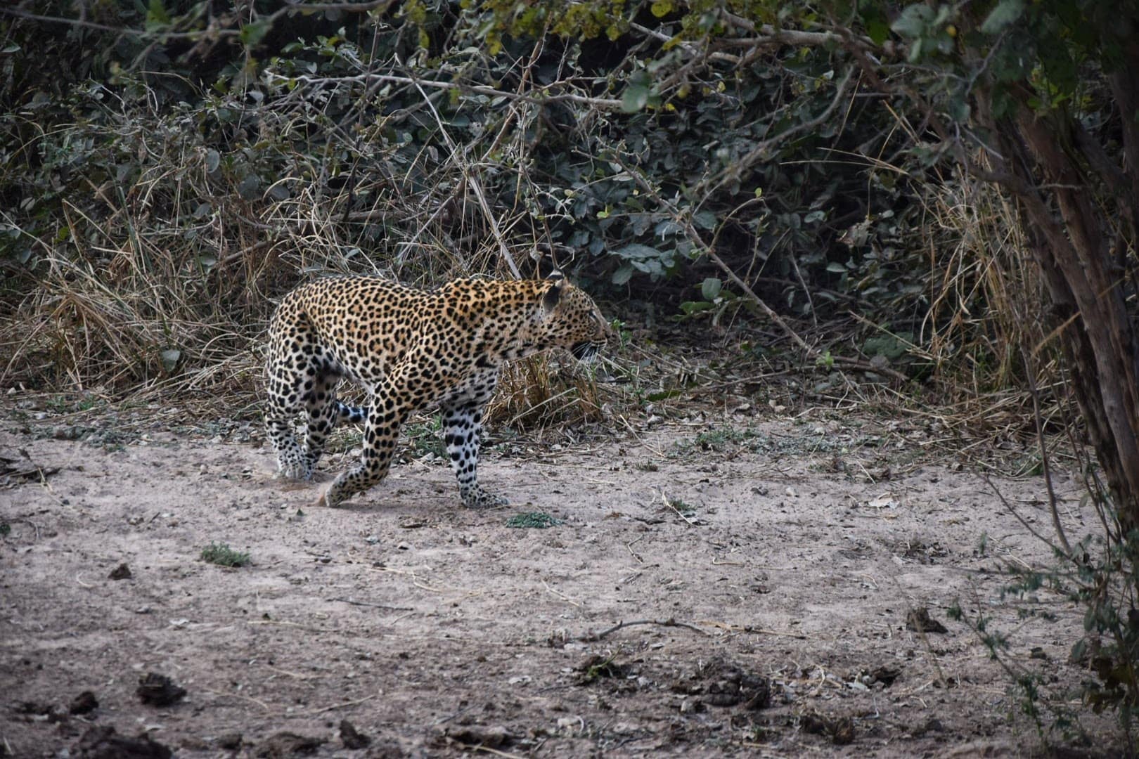 best safari zambia