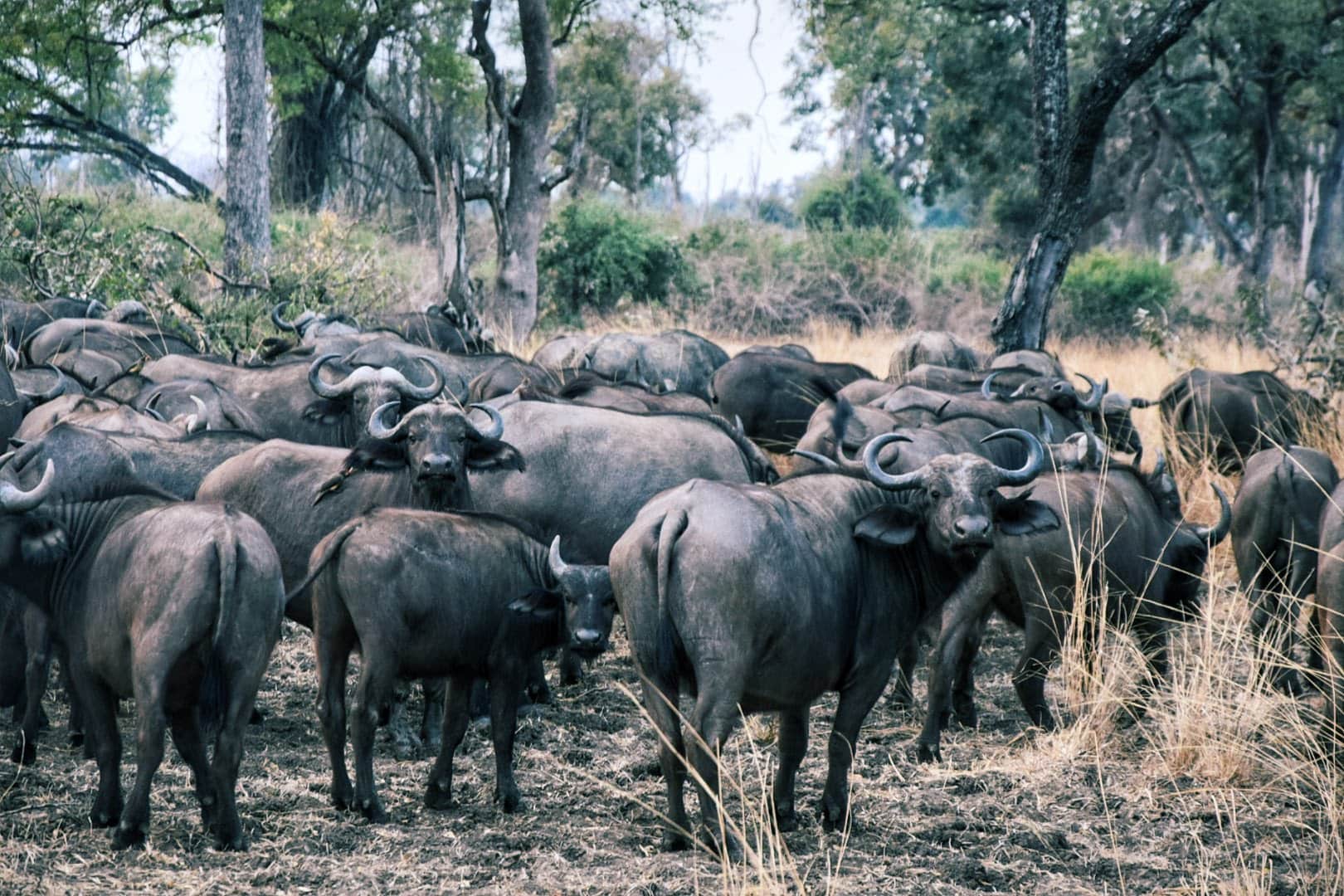 Parco Nazionale di South Luangwa, Zambia. Un Safari indimenticabile 10