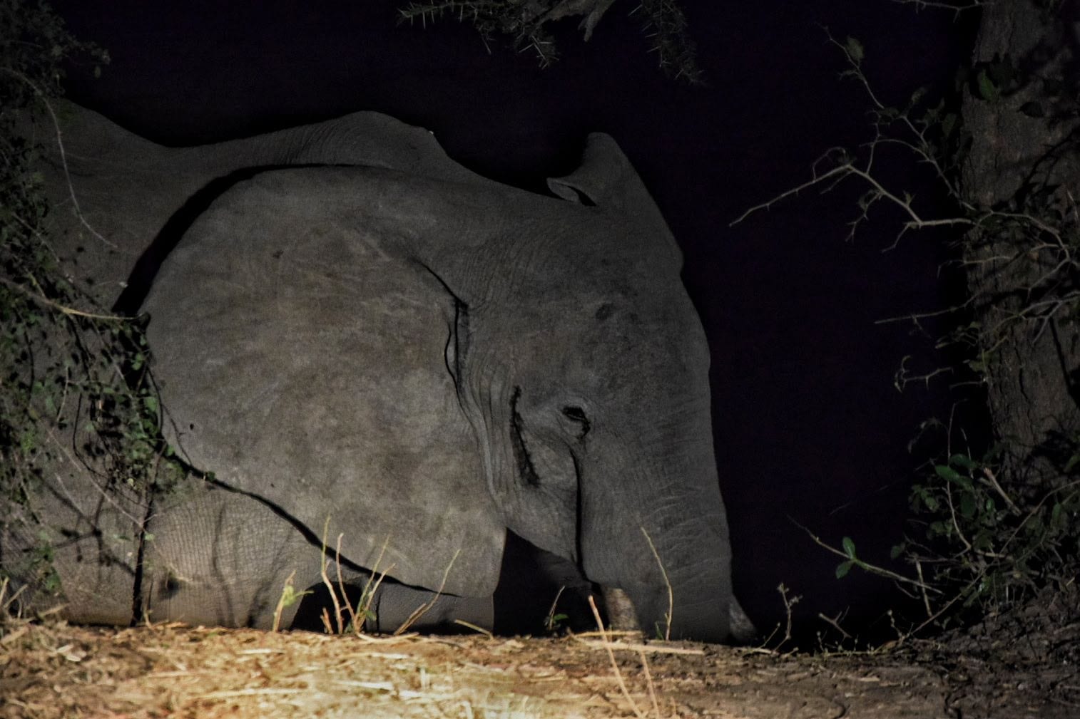 parco nazionale luangwua zambia safari notturno