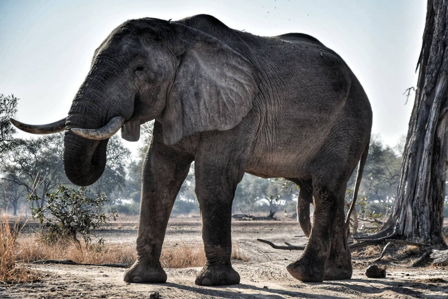 best time safari zambia