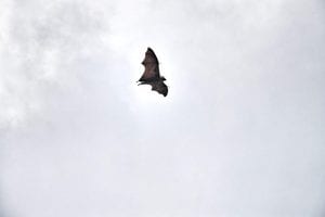 Seychelles pipistrelli